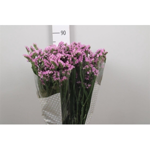 Lim S Fantasia Wings