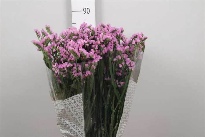 <h4>Lim S Fantasia Wings</h4>