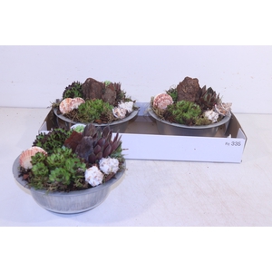ARR SEMPERVIVUM