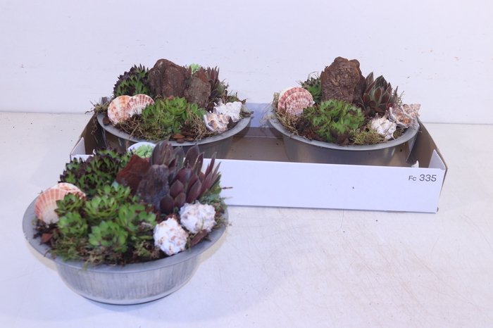 <h4>ARR SEMPERVIVUM</h4>