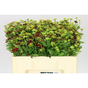 Helenium Red King