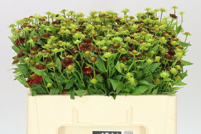 <h4>Helenium Red King</h4>