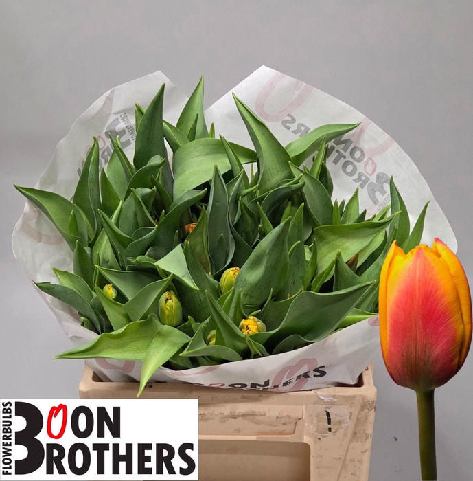 <h4>TU DU ATLAS</h4>