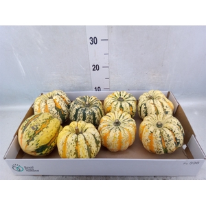 Cucurbita pepo 'Festival'