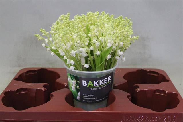 <h4>CONVALLARIA P ST</h4>