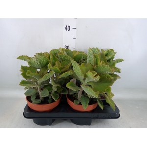 Kalanchoe NF beharensis