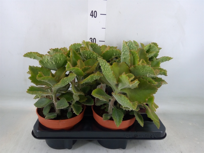 <h4>Kalanchoe NF beharensis</h4>