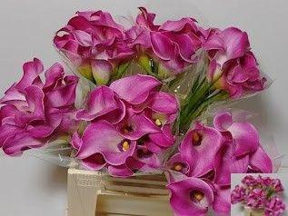 <h4>ZANT FANTASIA</h4>