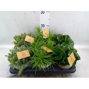 Planten  ..mix