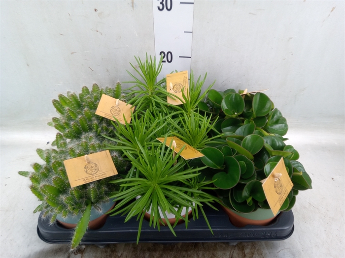 <h4>Planten  ..mix</h4>