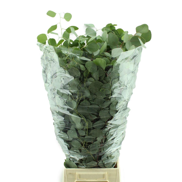 <h4>Populus Lang</h4>