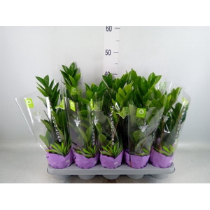 Zamioculcas zamiifolia