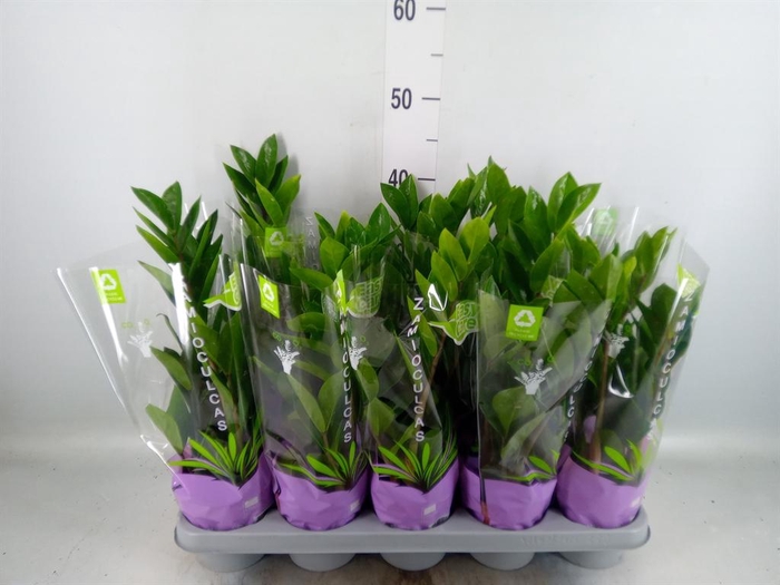 <h4>Zamioculcas zamiifolia</h4>