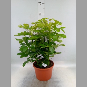 Schefflera arbor. 'Nora'