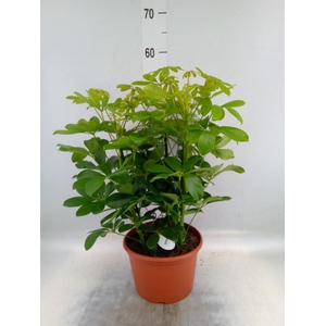 Schefflera arbor. 'Nora'