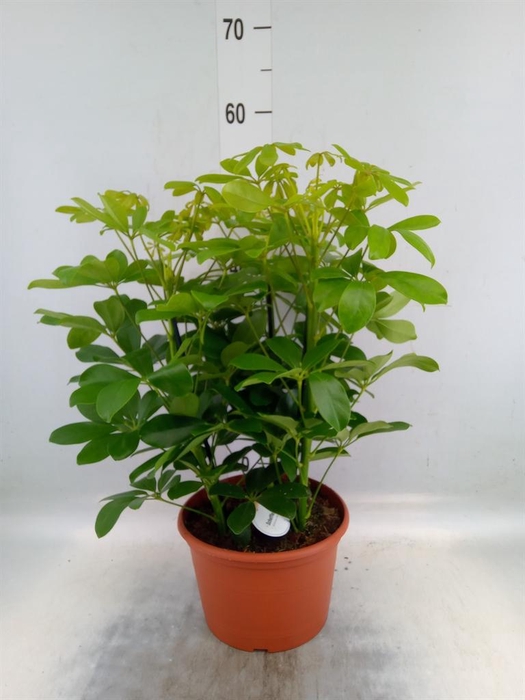 <h4>Schefflera arbor. 'Nora'</h4>