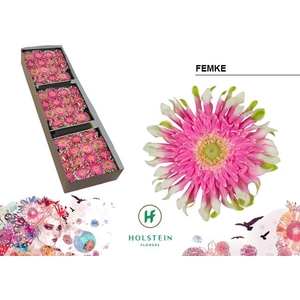 Gerbera large flowered curl-shaped Gerpasta Femke
