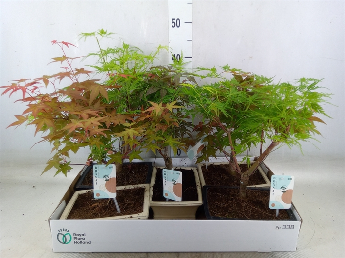 <h4>Bonsai   ...mix</h4>