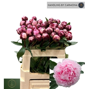 PAEO L SARA BERNHARD