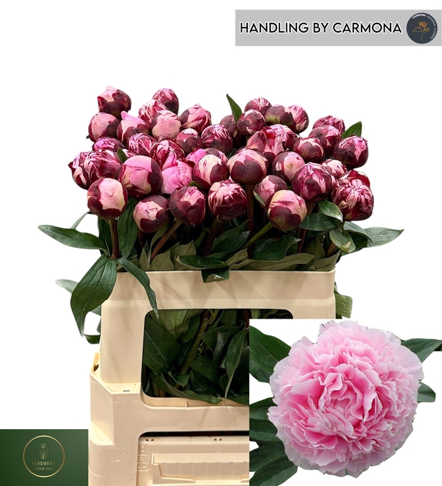 <h4>PAEO L SARA BERNHARD</h4>