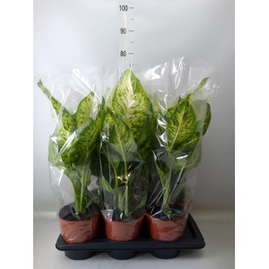 Dieffenbachia  'Mars'