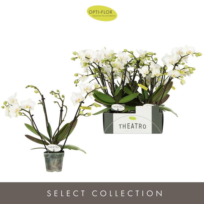 Theatro Funk 4 spike