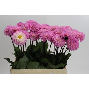 Dahlia Wizard of Oz