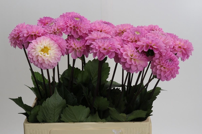 <h4>Dahlia Wizard of Oz</h4>