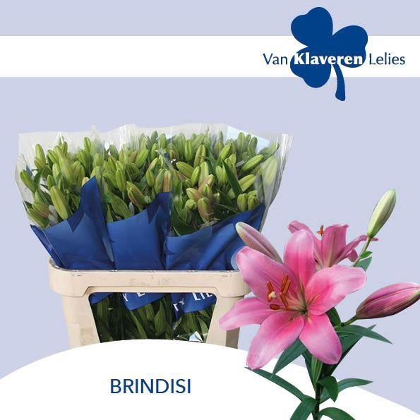 <h4>LI LA BRINDISI</h4>