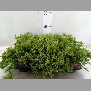 Rhipsalis ewaldiana