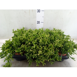Rhipsalis ewaldiana