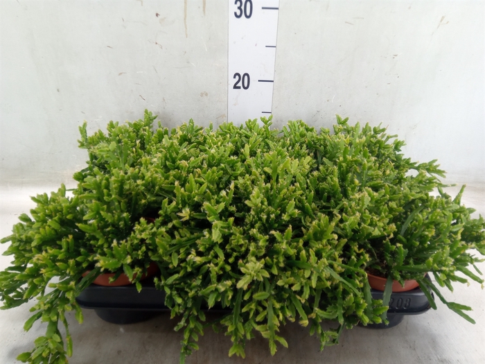 <h4>Rhipsalis ewaldiana</h4>