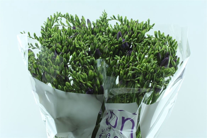 <h4>Fr En Delta River Blue</h4>