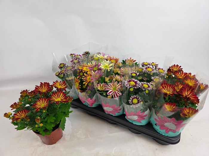 <h4>CHRYS GEM 5 KL</h4>