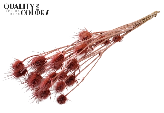 <h4>Cardi Distel Natural 5pc/bunch 70cm Frosted Pink</h4>