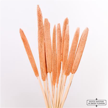 <h4>Dried Babala X5 10pc Salmon Bunch</h4>