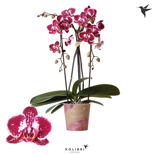 <h4>Kolibri Orchids Cascade Niagara fall Asian pearl 2spike</h4>