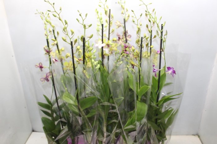 <h4>DENPHALAEN P13</h4>