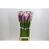 Zantedeschia Eydolls Purple White