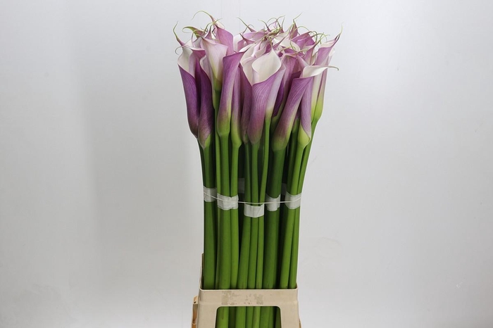 Zantedeschia Eydolls Purple White