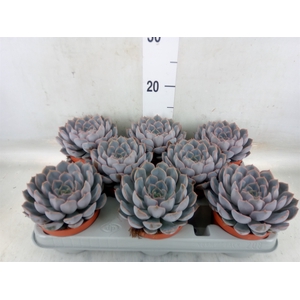 Echeveria  'Orion'