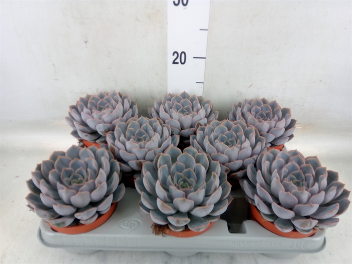 <h4>Echeveria  'Orion'</h4>