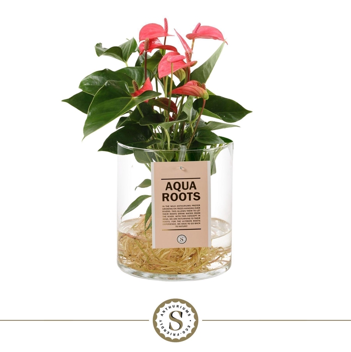 <h4>Aqua Roots Cilinder Straight - Pink</h4>