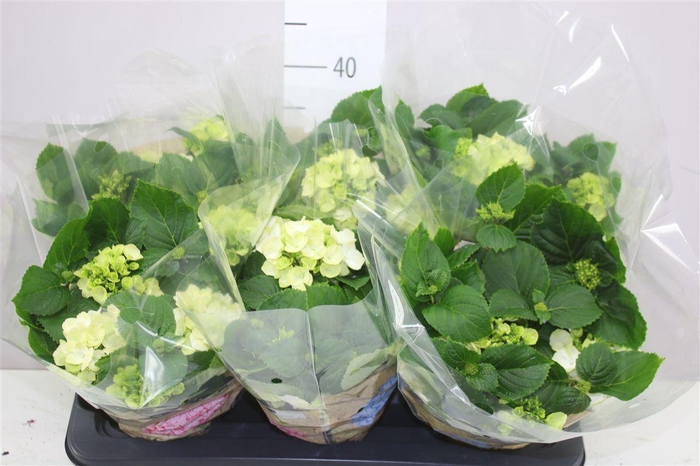 <h4>Hydrangea Schneeball 5+</h4>