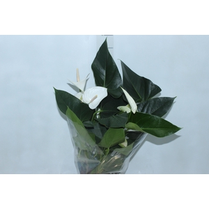 ANTHURIUM WHITE WINNER P17