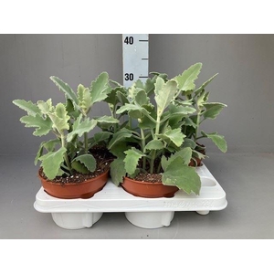 Kalanchoe NF beharensis