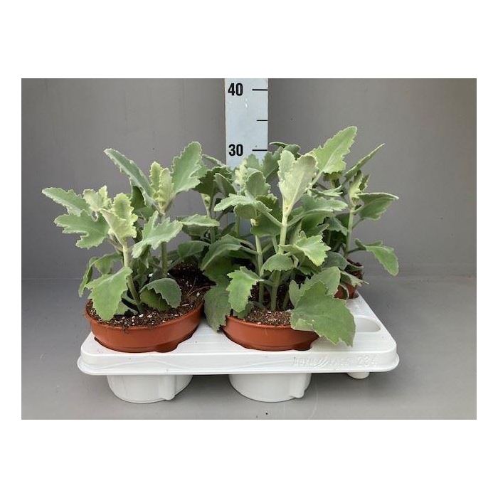 <h4>Kalanchoe NF beharensis</h4>