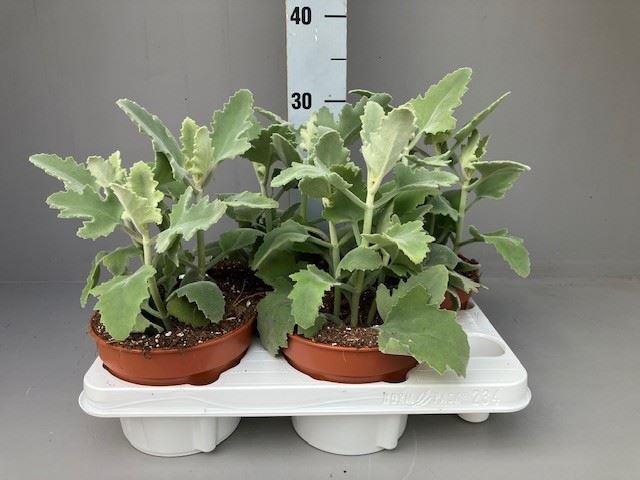 Kalanchoe NF beharensis