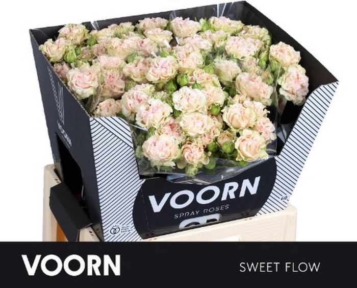 <h4>R Tr Sweet Flow Voorn</h4>