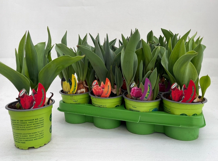 <h4>TUL GEM 4 KLEUREN</h4>